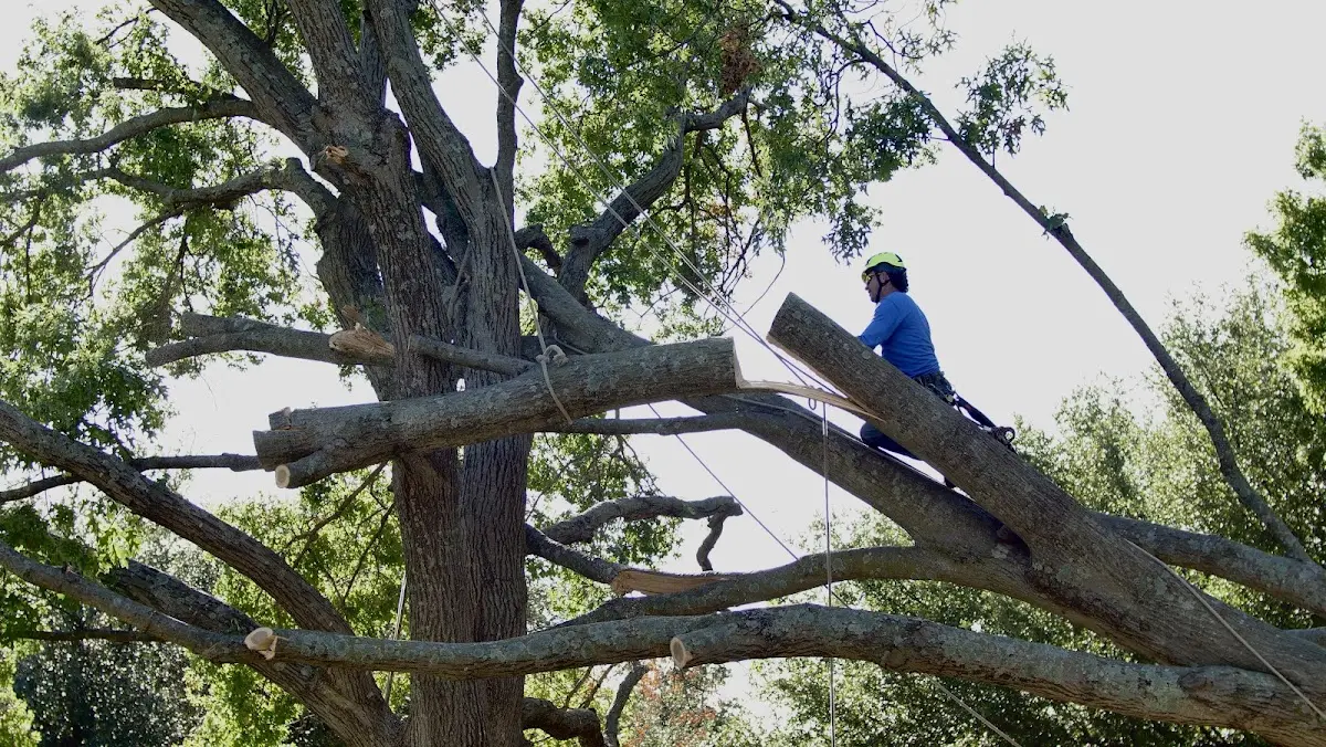 Professional Hazardous Tree Removal performed by certified arborists in Kimball